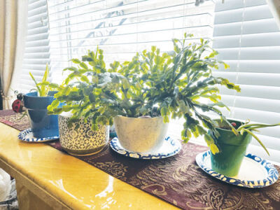  Those looking to add some greenery to their homes should get plants that need low light to better survive the winter. 