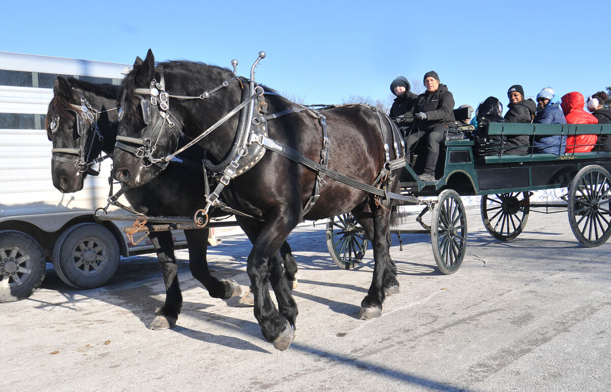  A pair of horses from Top Hats and Tails Carriage Co. takes a group of riders on a fun, chilly ride around the Southfield city campus during Winter Fest Feb. 1 