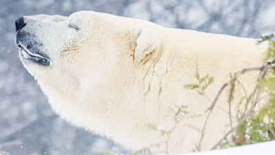  New polar bear, Kali, joins the Detroit Zoo&rsquo;s Arctic Ring of Life 