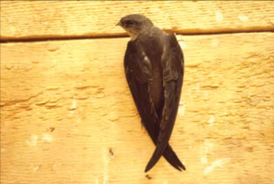  Chimney swifts have feet designed to cling to vertical surfaces rather than perch on branches or other objects. 
