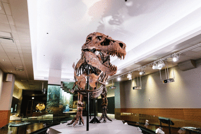  SUE is the most complete and best-preserved T. rex ever discovered.  