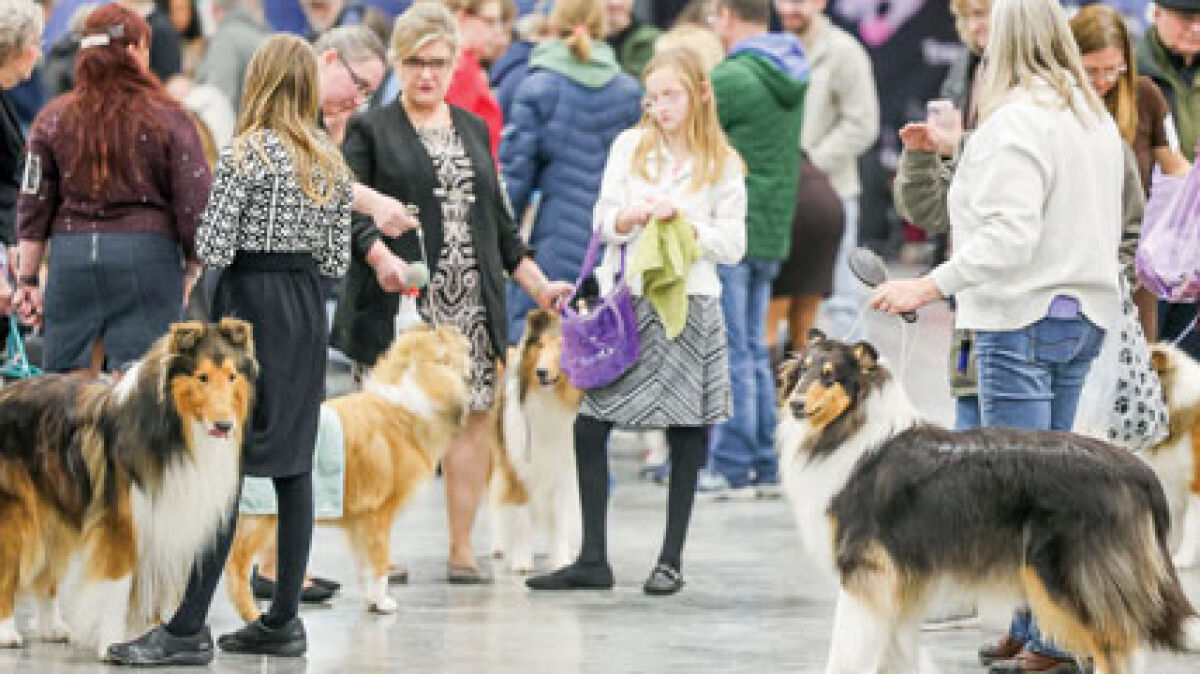  It’s judgment day for a group of rough collies and their handlers as they prepare for an event at the Motor City Winter Dog Classic on Feb. 7. 
