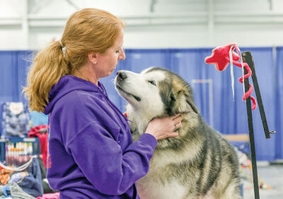  Christina Watts, of Hadley, shows affection to Jake, her AKC Champion Alaskan Malamute in their booth. 