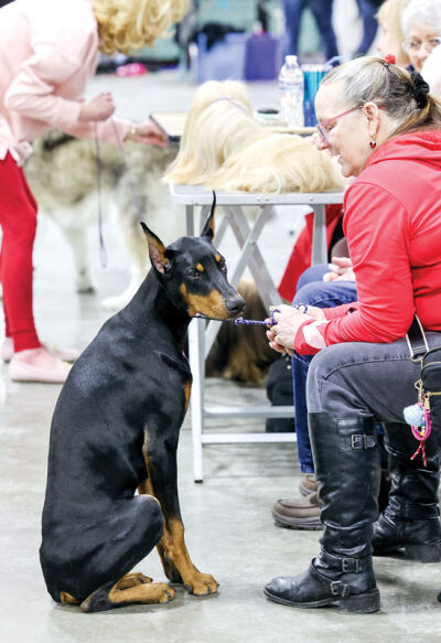  Hondo, a 7-month-old Doberman pinscher, participates in a meet the breed event with her owner, Lyn Martin, of Shelby Township, during the Motor City Winter Dog Classic on Feb. 7. The event allowed the public an opportunity to meet dogs in all the various breeds, such as the Doberman pinscher, one of which, a 4-year-old named Penny, recently won Best in Show at the highly esteemed Westminster Kennel Club Dog Show in New York City earlier this month. 