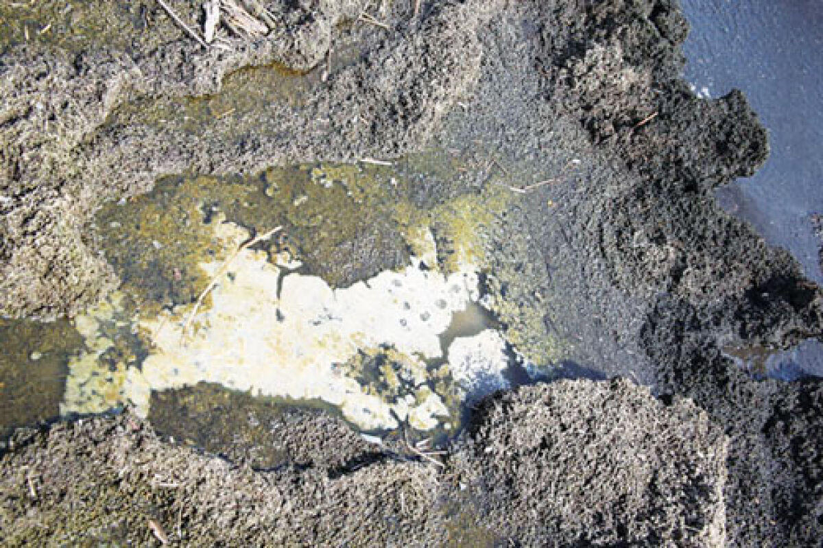  Microseira wollei (or M. wollei, for short) muck found along Lake St. Clair is a scourge for homeowners, boaters and anyone else who comes into contact with the water.  