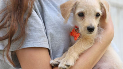  Macomb County Animal Control launches &lsquo;Martha&rsquo;s Mutts&rsquo; 