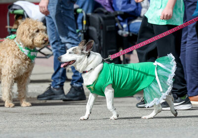 These canines wear their best green outfits for the parade in 2025.