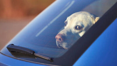  Eastpointe City Council discusses changes to city&rsquo;s animal control ordinance 