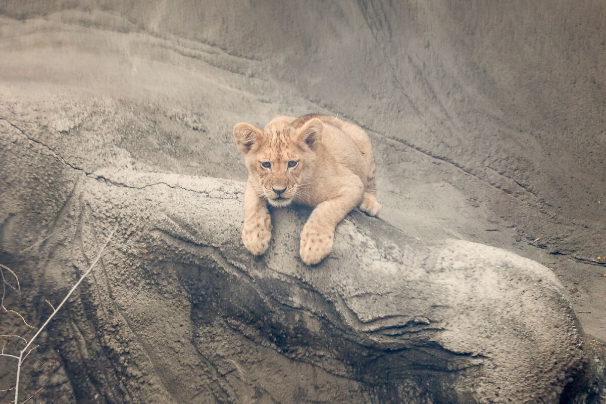  One of the cubs explores a ledge during the first day that the three lion cubs born in November were allowed in the African lions habitat. 