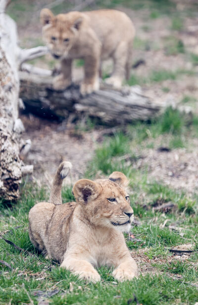Two of the cubs take it easy and enjoy their new scenery May 30.