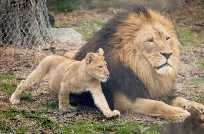 Dad Kalu keeps watch while one of his cubs scampers around him at the Detroit Zoo March 30.