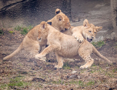  Lion cubs Mosi, Aziza and Fahari mix it up a little during their debut in the African lion habitat at the Detroit Zoo March 30. Spunky Aziza often initiates the play fighting. 