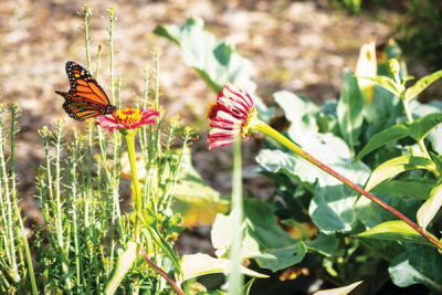  A butterfly sits on a flower at Urban Seed Community Garden in Eastpointe during a past gardening season. 