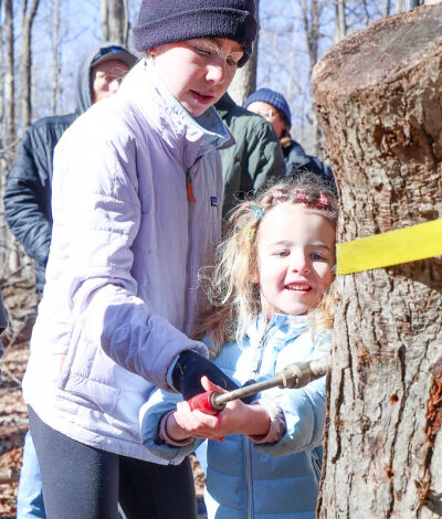  Claire Dykstra, 11, of Novi, helps Jasmine Kohls, 4, of  South Lyon, use a hand drill to put a hole in a log, simulating how a tree is tapped at an educational station along the Maple Trail. 