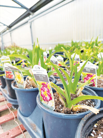  Charles Mutart, from Piechnik’s Garden Gate in Oakland Township, said people do not  need to prune their plants until they see  something green starting to grow back.  