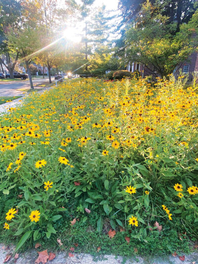 Debra Horner has a natural yard and rain garden on her property.
