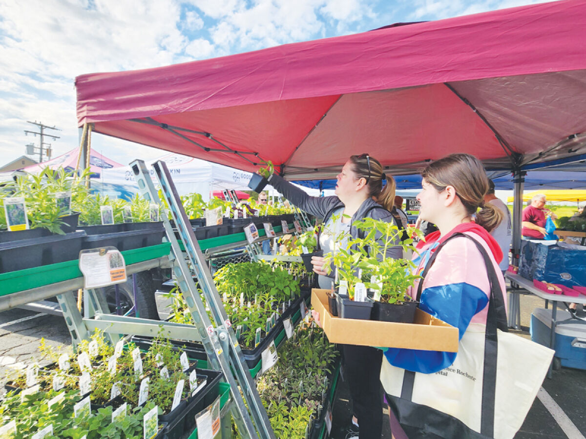  Market-goers stock up on plants during a past  Downtown Rochester Farmers Market.  