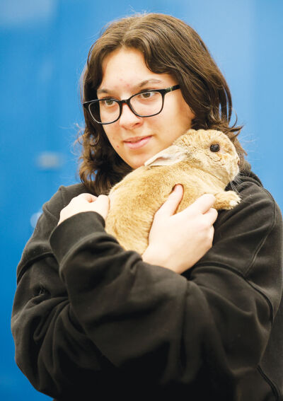  Sixteen-year-old Kira Ozga holds Tootsie the therapy rabbit in the classroom.  