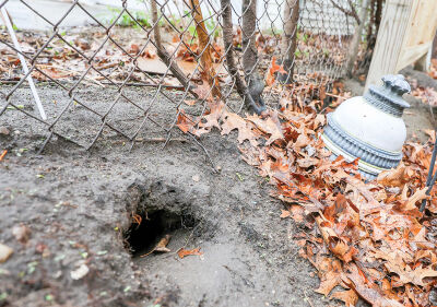  This is one of several entries to a large rat burrow found at a resident’s home in Ferndale on April 18. Each burrow typically houses seven rats, with three holes for each, forming a triangle shape. The burrows typically are found along fence lines. 