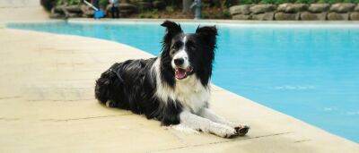  Border collie Moss is a working dog tasked with discouraging Canada geese from setting up residence on Ford House grounds. 