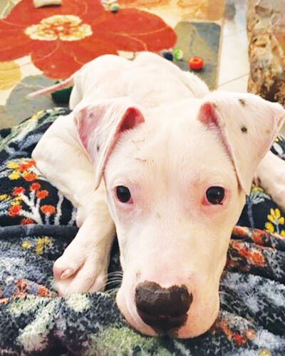  Ophelia was called in because someone thought she had been hit by a car. After getting her to the emergency vet right away, it was found that she was severely abused, as she had a broken femur and was covered in chemical burns.  