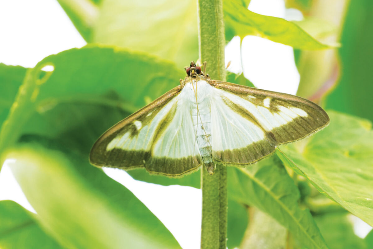  Box tree moths are most active during the night and typically mate between April and July. They can remain active until September or October.  