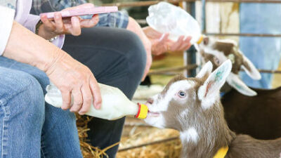  Milk and Meet program brings people to MSU Tollgate Farm 