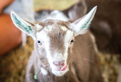  A male baby goat named Guppy licks his lips after chugging down a bottle. 