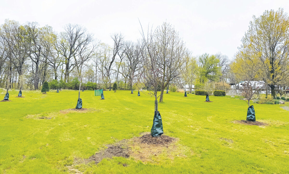  Eighteen trees native to Michigan were planted in an arboretum at the Burgess-Shadbush Nature Center. 