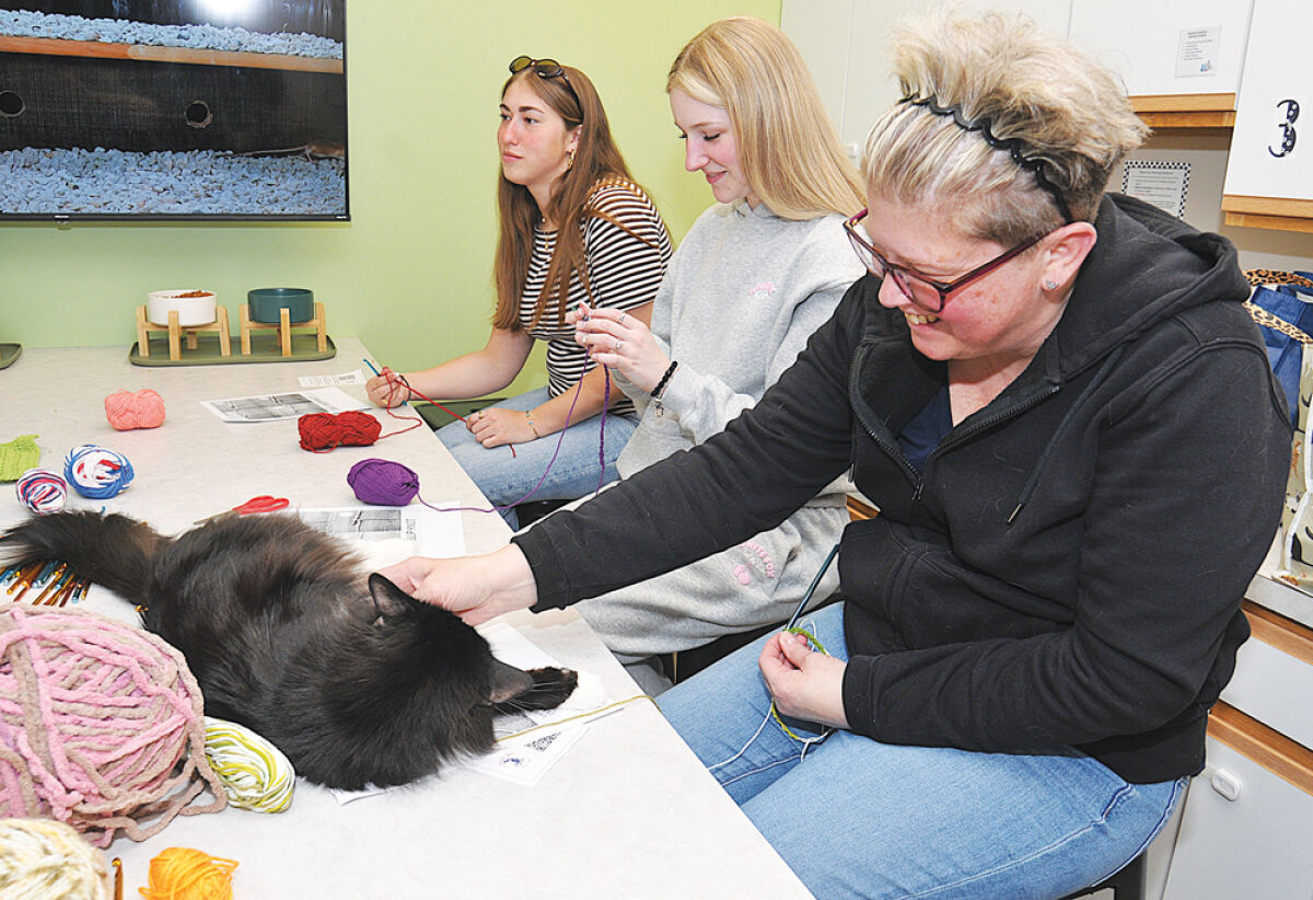  Both crafters and cats enjoy the crochet class at Avocato Catfe & Adoption Center in Farmington Hills.  