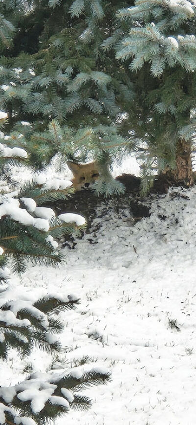  The winning photo depicts a fox resting in the landscaping of Simon’s backyard. 