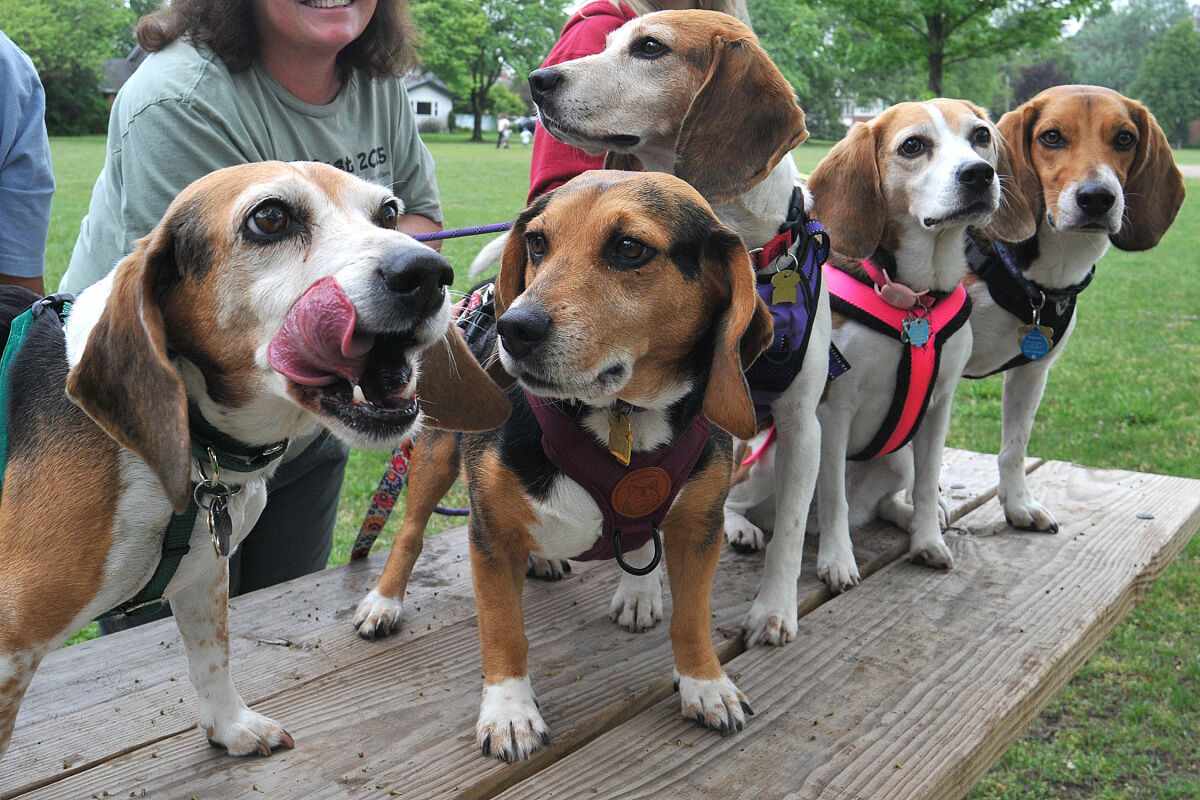  The Midwest BREW beagle rescue nonprofit will soon hold an event where people can meet volunteers and their friendly dogs from 1 p.m. to 3 p.m. on Saturday, June 20 at Val’s Pet Supplies, 4 S. Rochester Road in Clawson.  
