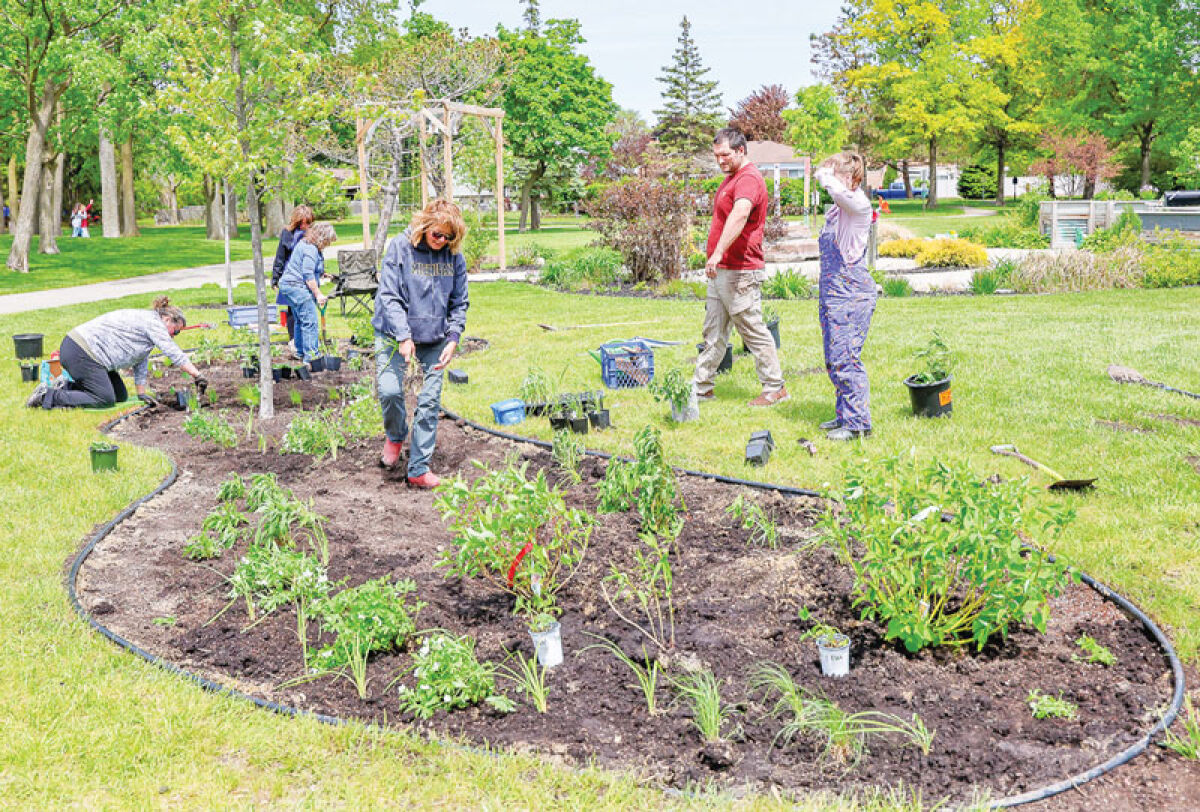  Volunteers from the Fraser Beautification Club work in the new rain garden at McKinley Park. 