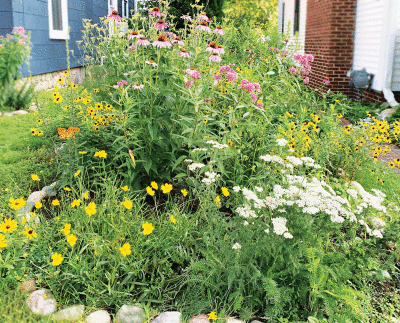  Rochester Pollinators founder Marilyn Trent has a pollinator garden on the side of her home. 