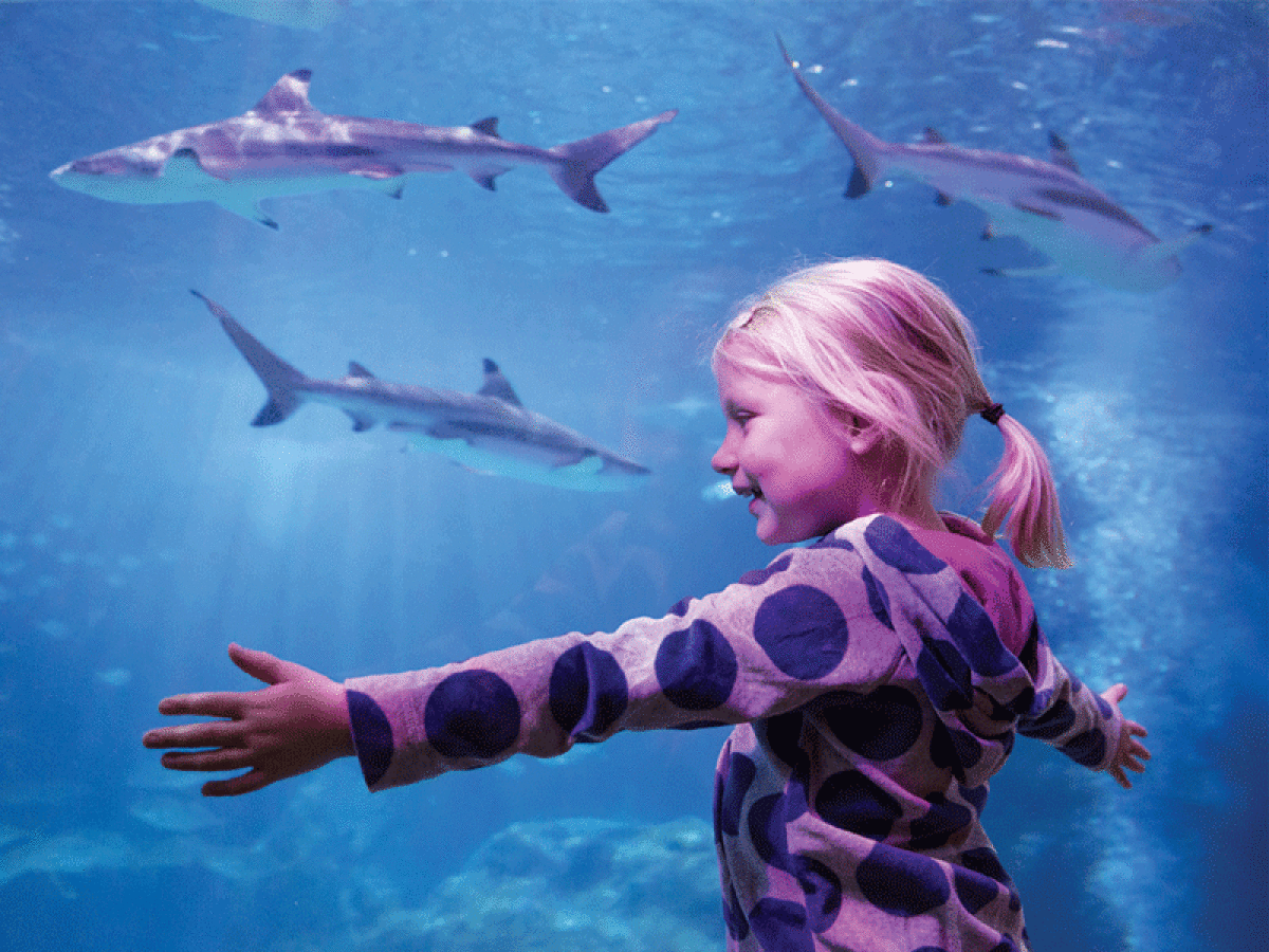  Sea Life Michigan Aquarium members at Great Lakes Crossing in Auburn Hills can enjoy over 250 species and 2,000 creatures — including sharks, sting rays, green sea turtles and more.  