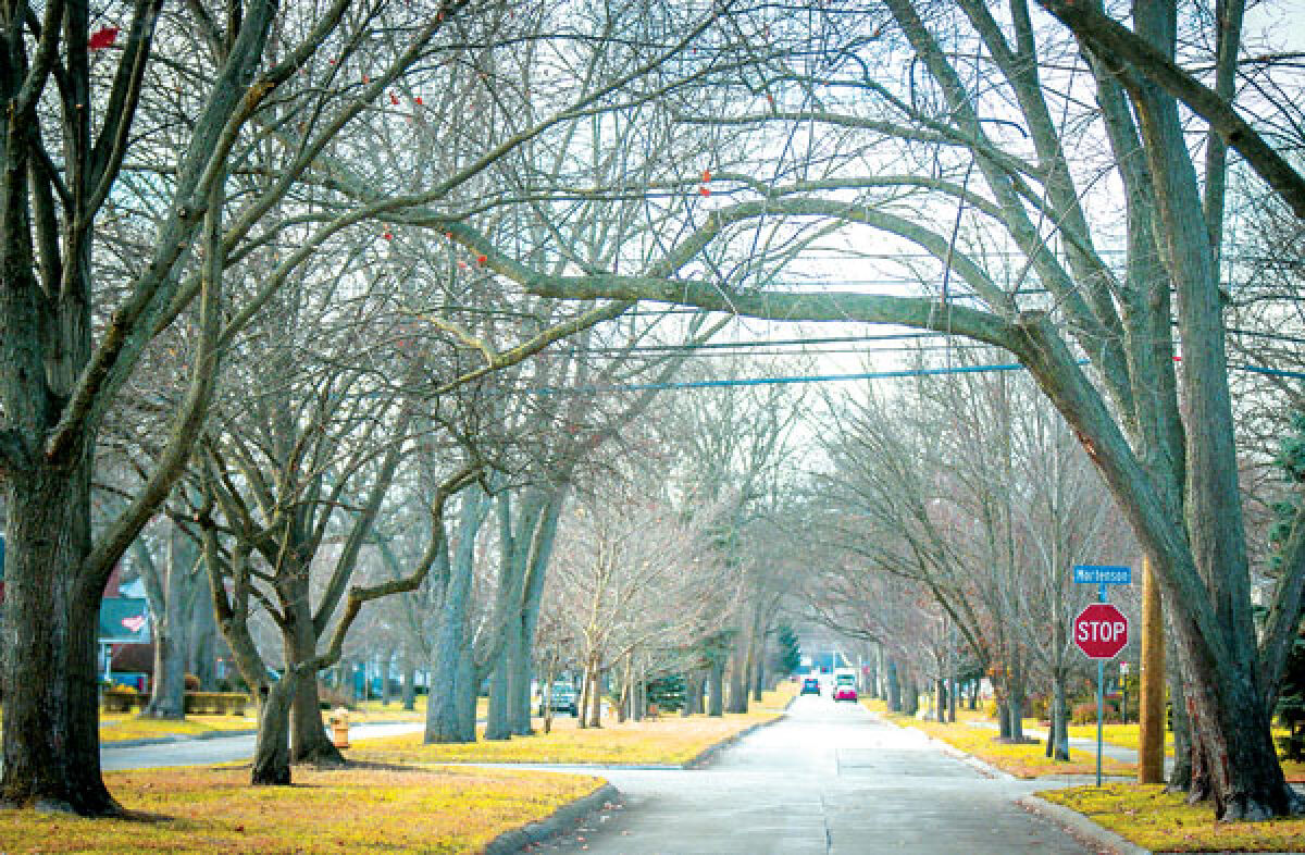  Edgewood Boulevard in Berkley is in one of the areas that has a tree canopy of at least 40%. 