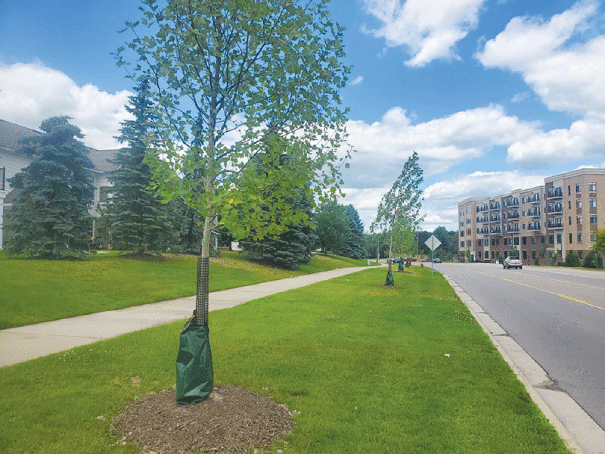  The city of Rochester, working with Sherman’s Nursery, recently planted 27 trees along Letica Drive, from Parkdale south toward Elizabeth Street. 