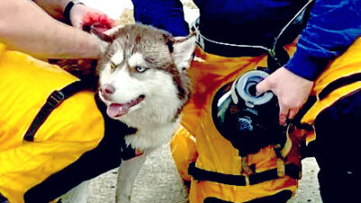  St. Clair Shores firefighters rescue dog from open storm sewer 
