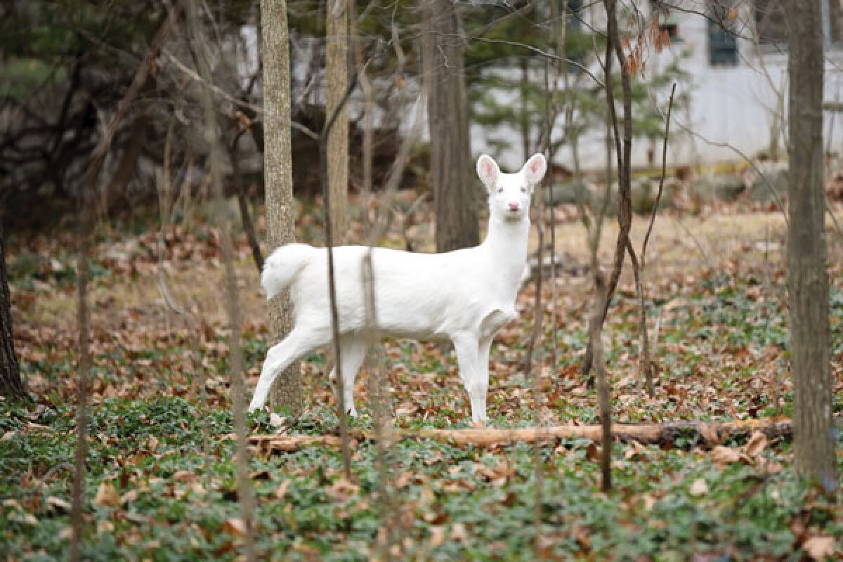  A rare albino deer has been repeatedly spotted in neighborhoods in northwest Troy throughout the past year. Local photographer Lindsey Larivee managed to take some photos on her drive home Jan. 11. 