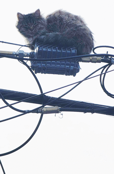  Hazel Park City Councilwoman Alissa Sullivan found Birdie, a stray cat, stranded on a power line near a client’s home on Martin Luther King Jr. Day. What followed was a community effort to rescue her.  