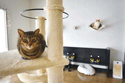  The Ferndale Cat Shelter features spaces for cats to mingle with each other and visitors. 