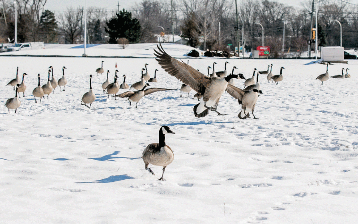  The outer lots at the Meijer property on 13 Mile Road had a pond and stormwater system removed last year to address issues such as litter collecting in the water and geese gathering there. In the event of future developments, other changes will be made to improve the area’s aesthetics as part of an updated consent agreement between the city and developer.  