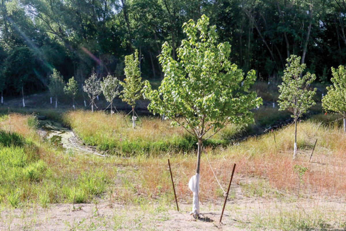  According to the city of Southfield, the Tamarack Creek stream and wetland habitat restoration aroject is about 90% complete. The work on the area began late last year. 