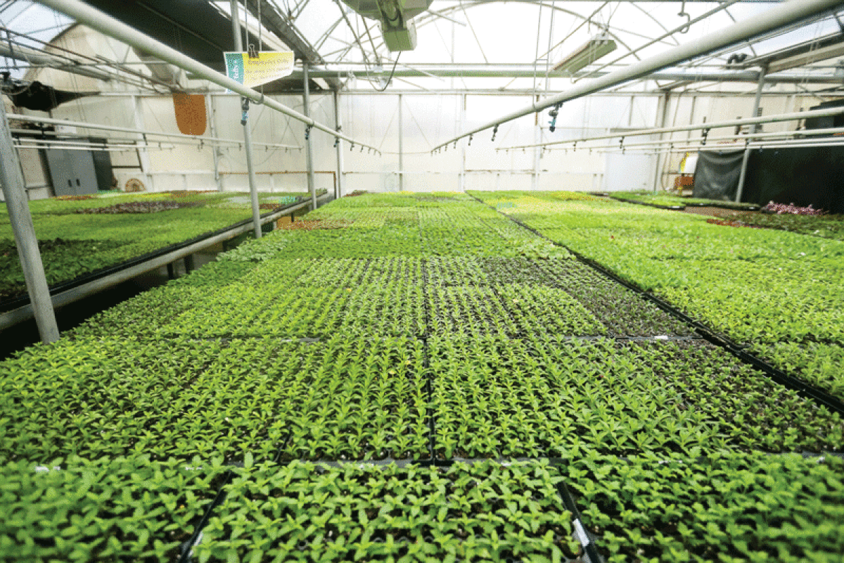  Young plants are growing at Telly’s Greenhouse in Troy. While most home gardeners lack the space for a large greenhouse, it’s often possible to set up a modest-sized area inside a home to start seeds.  