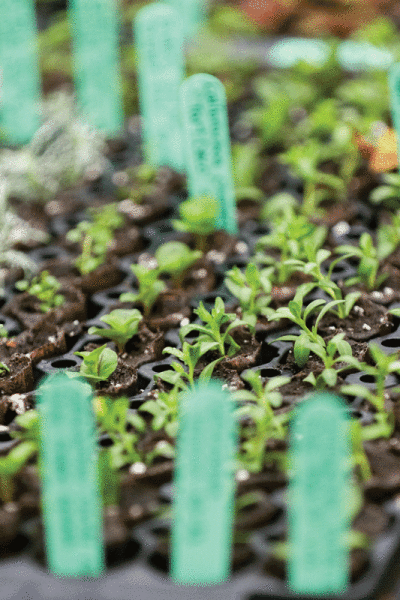  Many gardeners start seeds indoors and then move the young plants outside once the weather warms up. When starting seeds indoors, the right amount of moisture is required.   