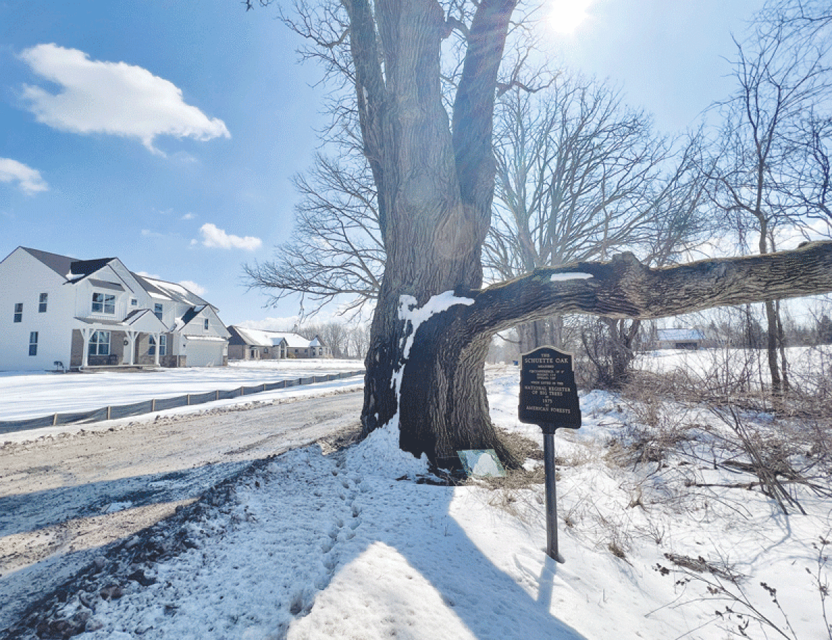  Oakland Township officials are looking into extending the easement of the  historic Schuette oak tree at Letts and Rush roads from 15 feet to 60 feet,  after a home was built across the street from the tree last summer,  prompting concern from township residents and officials.   