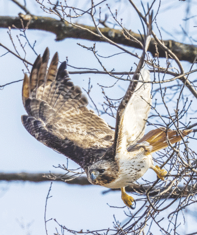  A red-tailed hawk swoops down near the Red Oaks Nature Center at Suarez Friendship Woods. Two of them have created a nest in the canopy near the patio.  