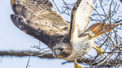  Red-tailed hawks sighted at Red Oaks Nature Center 