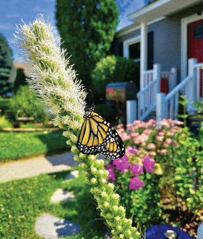  : A monarch butterfly rests on a white blazing star last year, in the native plant garden of Madison Heights resident  Eve Sandoval. 