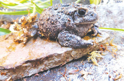  World Frog Day, on March 20, allows people of all ages to learn more about frogs and toads, such as this boreal toad from the Detroit Zoo. 
